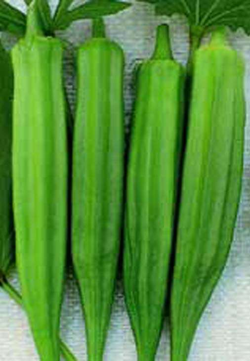 OKRA SEEDS CLEMSON SPINELESS - 50 OKRA SEEDS