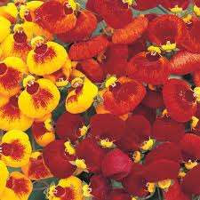 CALCEOLARIA SUNSET MIX - 10 CALCEOLARIA SEEDS