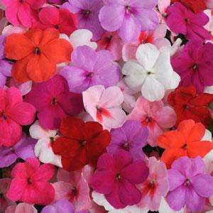 IMPATIENS SEEDS SUPER ELFIN XP FORMULA MIX - 10 IMPATIENS SEEDS