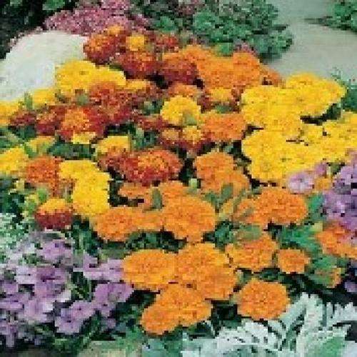 MARIGOLD SEEDS "BONITA MIX" - 50 MARIGOLD SEEDS
