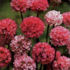 ARMERIA JOYSTICK SEEDS - 10 ARMERIA SEEDS