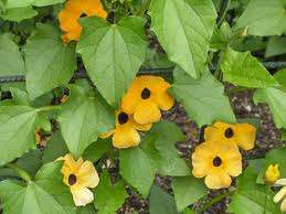 THUNBERGIA SEEDS - FIELDGROWN MIX - 20 THUNBERGIA SEEDS