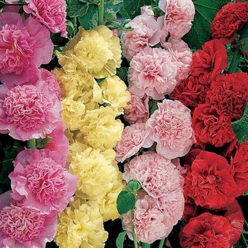 HOLLYHOCK SEEDS SUMMER CARNIVAL DOUBLE MIX - 40 HOLLYHOCK SEEDS