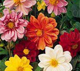 DAHLIA SEEDS EARLY BIRD MIX - 50 DAHLIA SEEDS