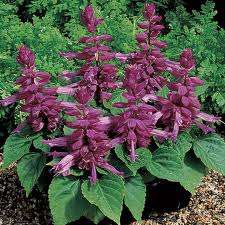 SALVIA SEEDS VISTA PURPLE - 25 SALVIA SEEDS
