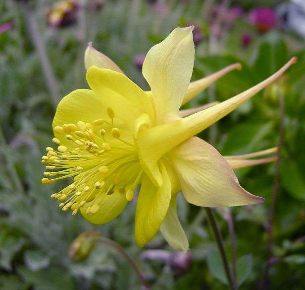 AQUILEGIA SEEDS YELLOW GIANT STAR - 40 AQUILEGIA SEEDS