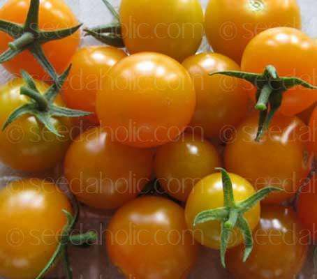 TOMATO SEEDS SUNGOLD CHERRY - 50 CHERRY TOMATO SEEDS