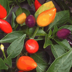 CHILLIES BOLIVIAN RAINBOW CHILLI - 10 CHILLI SEEDS