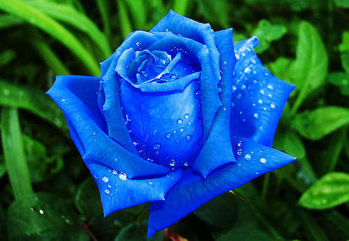 ROSE SEEDS BLUE ROSE - 10 ROSE SEEDS