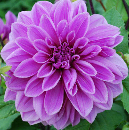 DAHLIA SEEDS LILAC TIME DINNER PLATE - 20 DAHLIA SEEDS