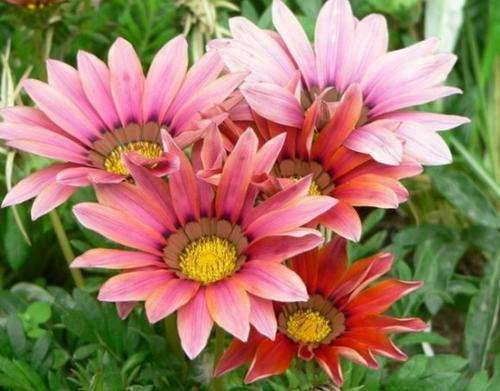 GAZANIA TREASURE STARS FLAME (20) GAZANIA SEEDS