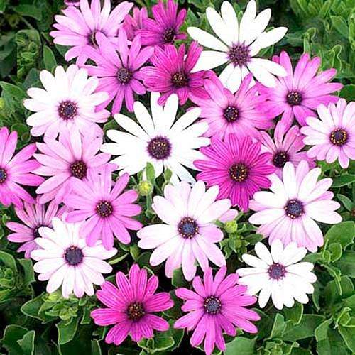 OSTEOSPERMUM SEEDS ECKLONIS MIX - 10 OSTEOSPERMUM SEEDS