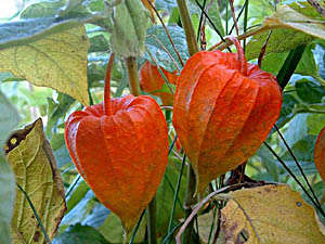 PHYSALIS SEEDS WINTER CHERRY CHINESE LANTERN - 20 PHYSALIS SEEDS