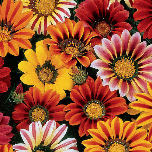 GAZANIA SUNSHINE HYBRID MIX 20 GAZANIA SEEDS