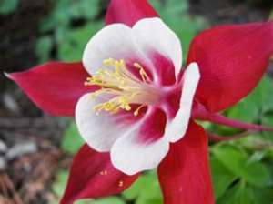 AQUILEGIA SEEDS GIANT RED/WHITE STAR - 30 AQUILEGIA SEEDS
