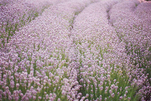 LAVENDER SEEDS ELLAGANCE PINK -10 LAVENDER SEEDS