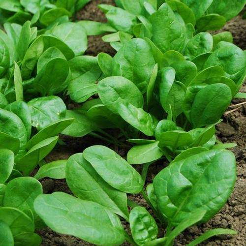 SPINACH SEEDS BABY "LAZIO"-50 SPINACH SEEDS
