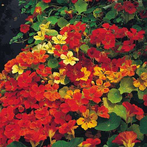 NASTURTIUM CLIMBING MIX -10 NASTURTIUM SEEDS