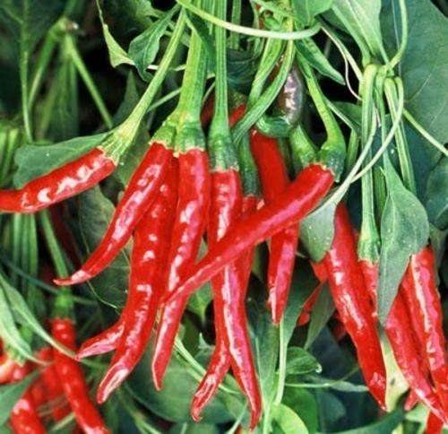 CHILLIES THAI DRAGON CHILLI - 10 CHILLI SEEDS