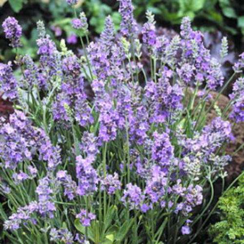 LAVENDER SEEDS ELLAGANCE SKY - 10 LAVENDER SEEDS