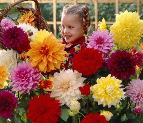 DAHLIA SEEDS DINNER PLATE MIX- 20 DAHLIA SEEDS