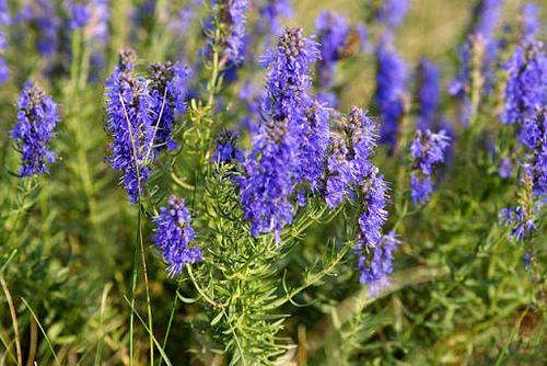 HYSSOP SEEDS - 50 HYSSOP SEEDS