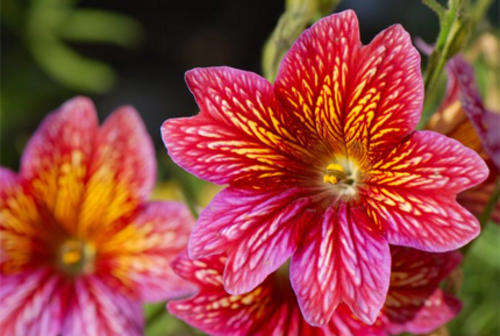 SALPIGLOSSIS SEEDS PAINTED TONGUE - 25 SALPIGLOSSIS SEEDS