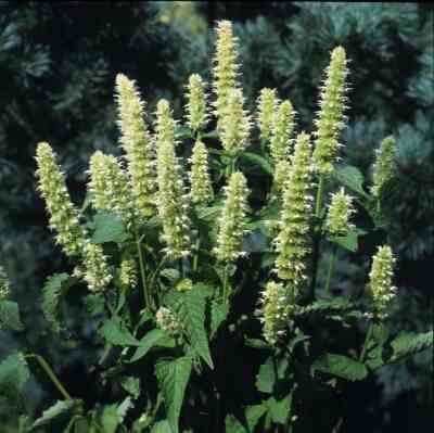 AGASTACHE SEEDS LIQUORICE WHITE - 50 AGASTACHE SEEDS