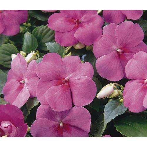IMPATIENS SEEDS SUPER ELFIN LAVENDER - 10 IMPATIENS SEEDS