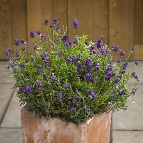 LAVENDER SEEDS MINI BLUE - 10 LAVENDER SEEDS