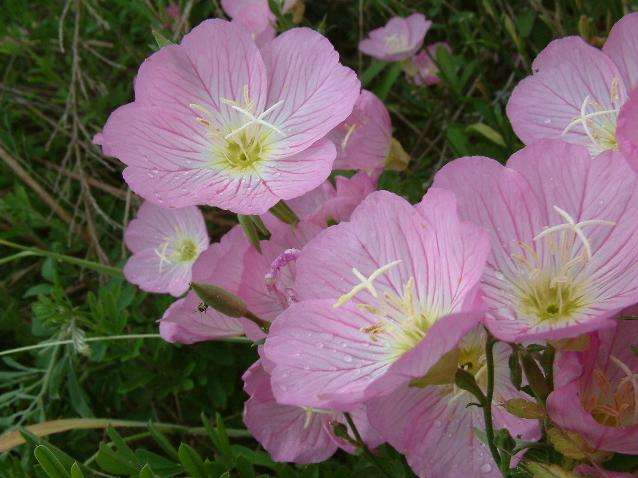 EVENING PRIMROSE SEEDS - 50 OENOTHERA SEEDS