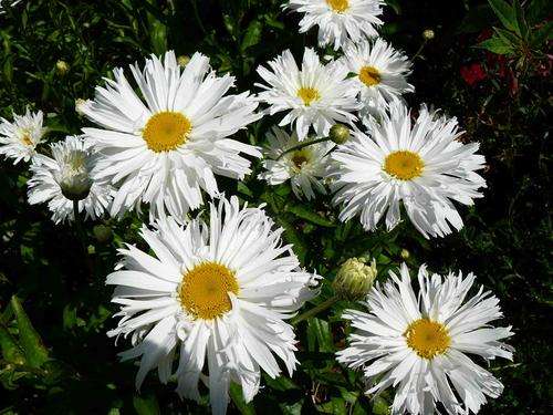 SHASTA DAISY SEEDS MARCONI - 10 SHASTA DAISY SEEDS