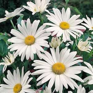 SHASTA DAISY ALASKA - 25 SHASTA DAISY SEEDS