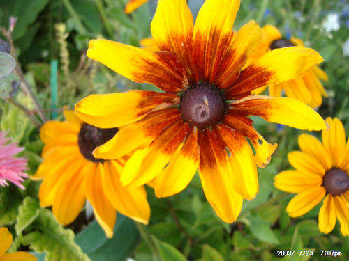 RUDBECKIA SEEDS GLORIOSA - 100 RUDBECKIA SEEDS