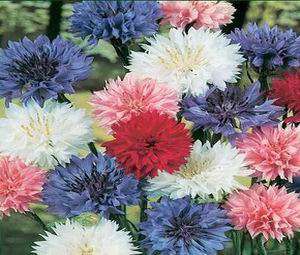 CORNFLOWER SEEDS BACHELOR BUTTON MIX - 50 SEEDS
