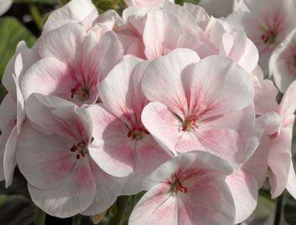 GERANIUM SEEDS MAVERICK APPLEBLOSSOM - 5 GERANIUM SEEDS