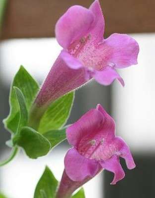 ASARINA SEEDS CLIMBING SNAPDRAGON - 40 ASARINA SEEDS