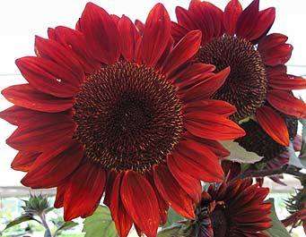 HELIANTHUS SEEDS RED SUN - 10 HELIANTHUS SEEDS