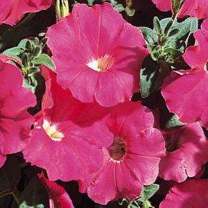 PETUNIA SEEDS CARPET ROSE - 20 PETUNIA SEEDS