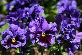 PANSY SEEDS FRIZZLE SIZZLE BLUE - 10 PANSY SEEDS