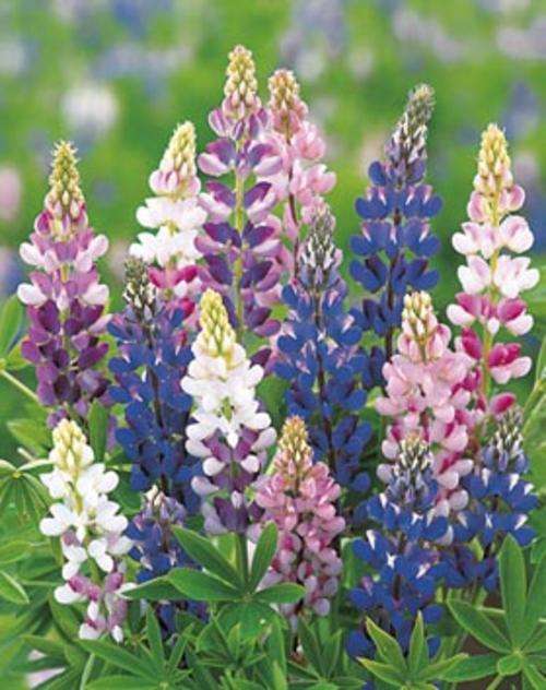 LUPIN SEEDS HARTWEGII MIX - 40 LUPIN SEEDS