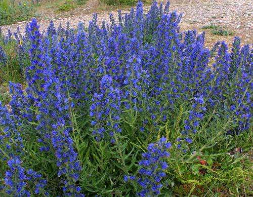 ECHIUM SEEDS "VIPERS BUGLOSS" - 20 ECHIUM SEEDS