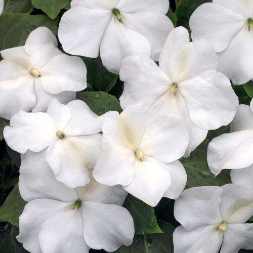 IMPATIENS SEEDS SUPER ELFIN WHITE - 10 IMPATIENS SEEDS