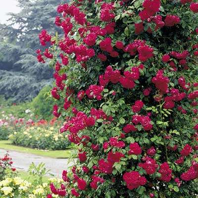ROSE SEEDS CLIMBING DEEP RED - 10 ROSE SEEDS