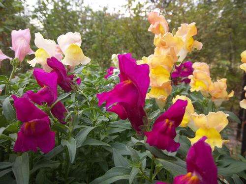 SNAPDRAGON (ANTIRRHINUM) TOM THUMB MIX - 1000 SNAPDRAGON SEEDS