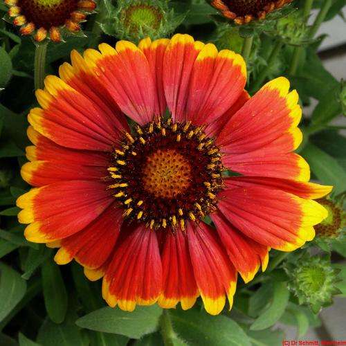 GAILLARDIA SEEDS BLANKET MIX - 40 GAILLARDIA SEEDS