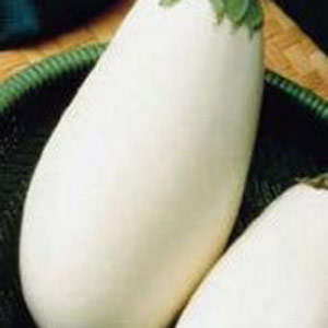 BRINJAL SEEDS WHITE STAR - 10 BRINJAL SEEDS