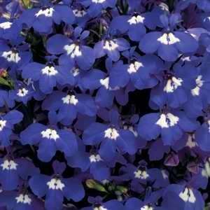 LOBELIA SEEDS RIVIERA BLUE EYES - 100 LOBELIA SEEDS