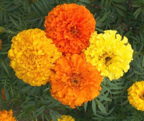 MARIGOLD SEEDS CRACKERJACK MIX - 100 MARIGOLD SEEDS