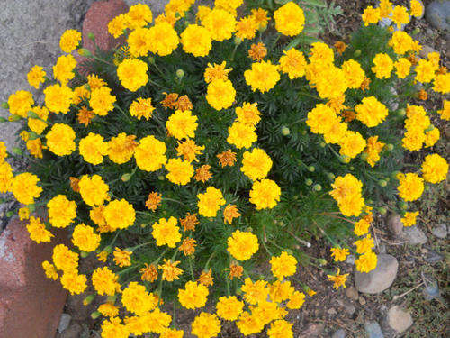 MARIGOLD SEEDS LEMON DROP - 100 MARIGOLD SEEDS